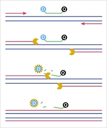 overview of 5 nuclease assays.jpg