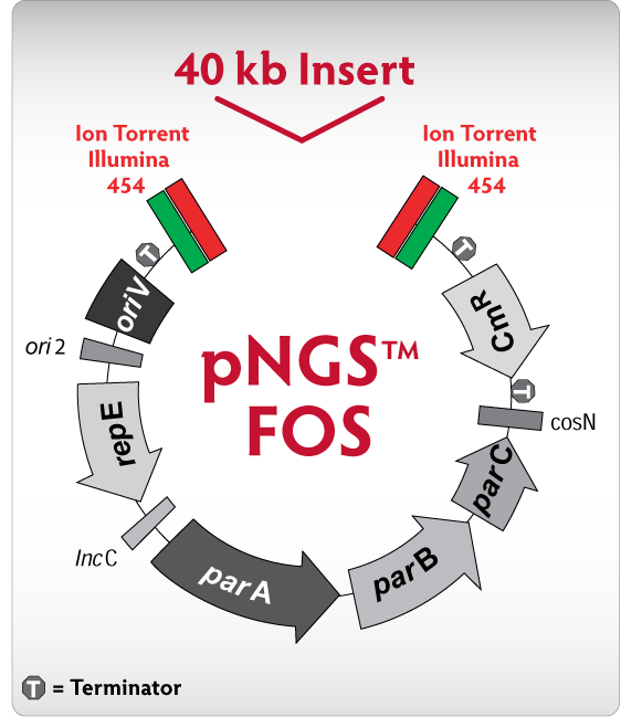 pNGS-BAC-Vector.png
