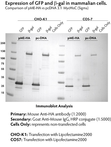 Mammalian-exp-GFP-&-beta-gal-pME-HA-vs-pcDNA.jpg