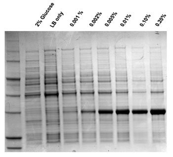 tuning-recombinant-protein-expression-fig3.jpg