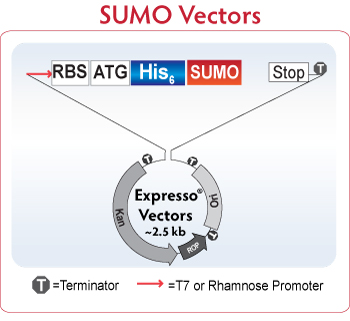 Vectors-SUMO-web.jpg