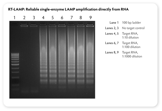 Fig1-LAMP-web-RNA-gel.png