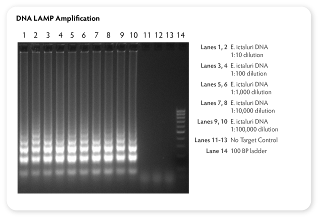Fig3-LAMP-web-gel-DNA.png