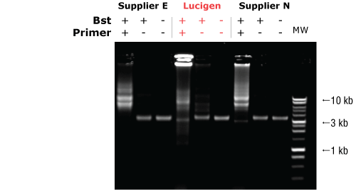 BST-DNA-Polymerase.gif