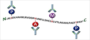Modification-Specific Antibodies.jpg