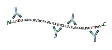 Unmodified & Total Protein Antibodies.jpg